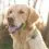 Tractive GPS DOG XL - Kutyanyomk&ouml;vető &eacute;s aktivit&aacute;sk&ouml;vető - Z&ouml;ld