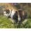 Tractive GPS CAT Mini + nyak&ouml;rv - a macska tart&oacute;zkod&aacute;si hely&eacute;nek &eacute;s aktivit&aacute;s&aacute;nak nyomon k&ouml;vet&eacute;se - s&ouml;t&eacute;tk&eacute;k sz&iacute;nű