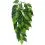 Ficus silk small - n&ouml;v&eacute;ny terr&aacute;riumba, 45cm