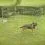 Dog Park 2 kutyaovi 61 cm X 91 cm