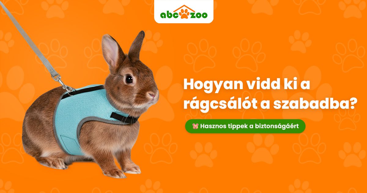 Biztonságos-e kivinni a rágcsálót? Gyakorlati tippek: mire figyelj