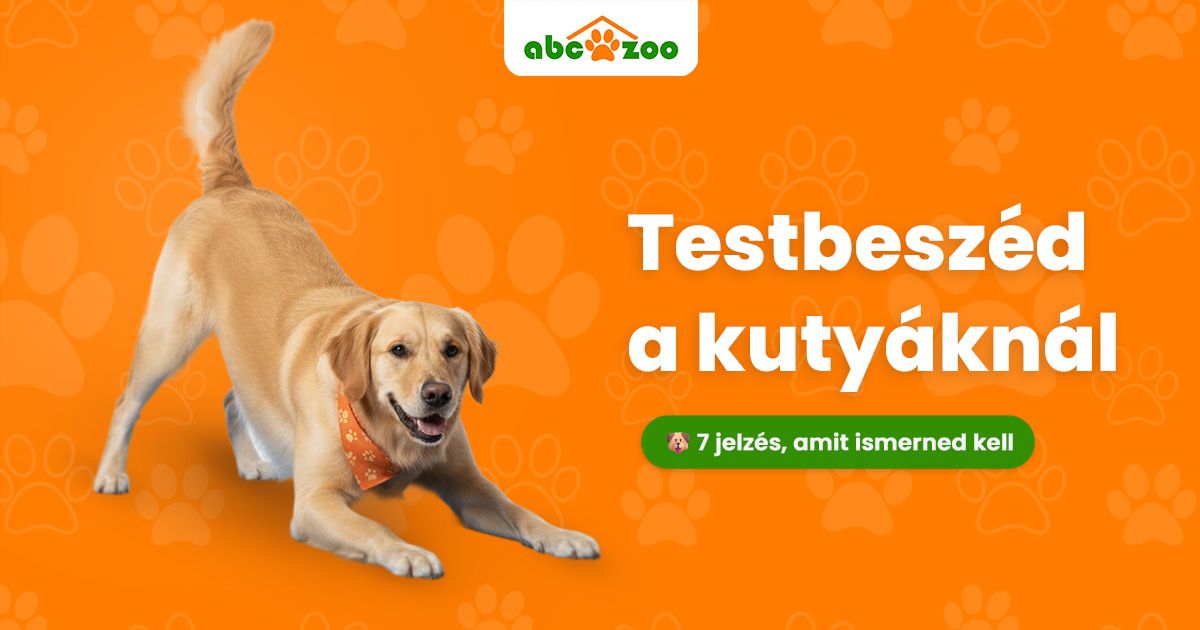 Kutya testbeszéd: Hogyan olvassuk a 7 kulcsfontosságú jelet