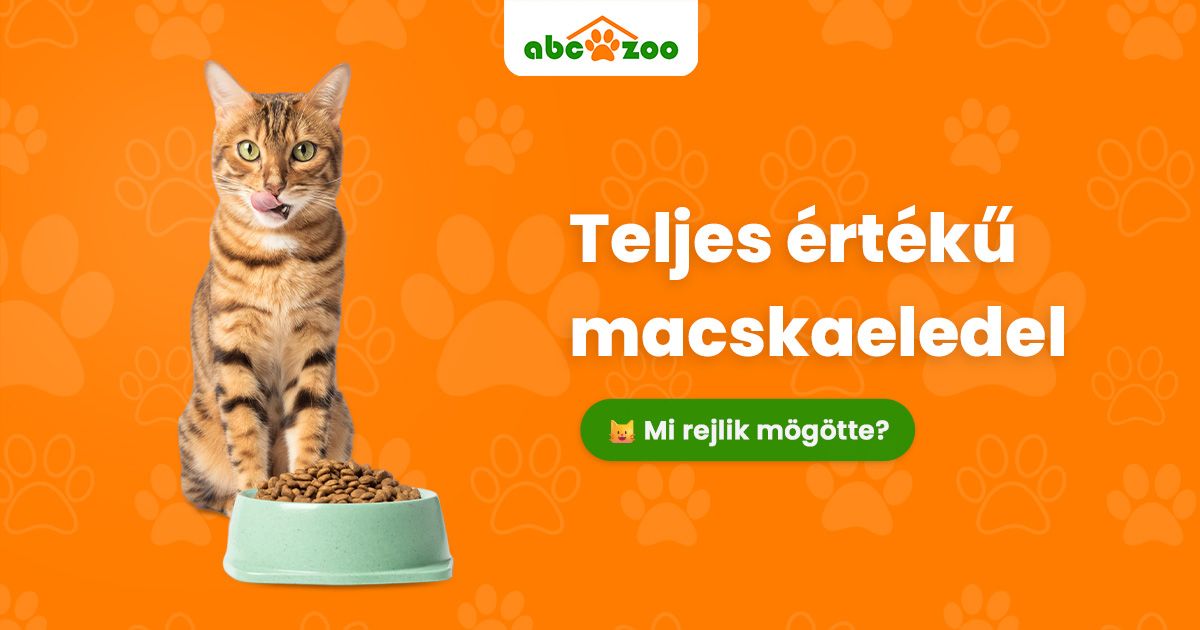 A macska egészsége a tálban kezdődik: Mit tartalmaz egy minőségi eledel és miért fontos ez?