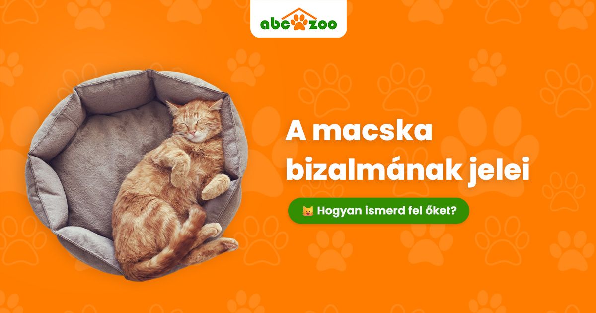 Macskája bizalmának jele: Mire figyeljen?