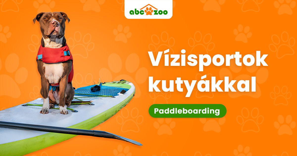 Vidd kutyusodat paddleboard-ra