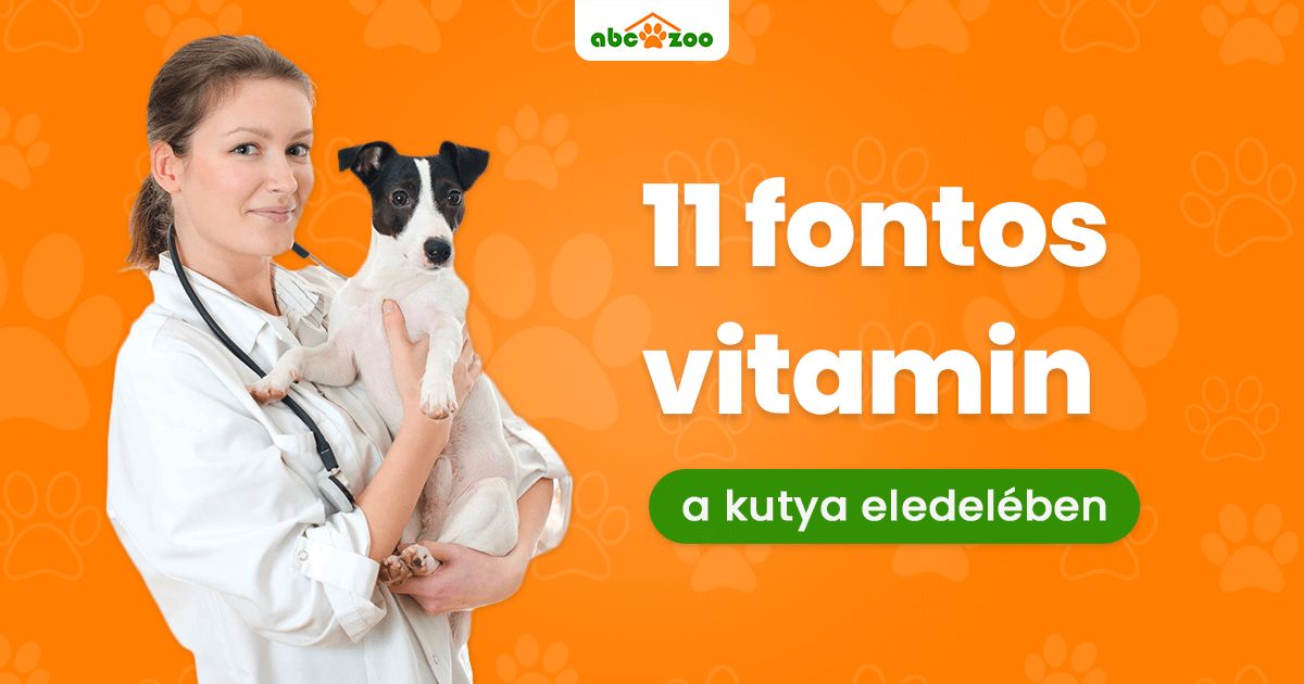 11 vitamin, amely nem hiányozhat a kutya étrendjéből