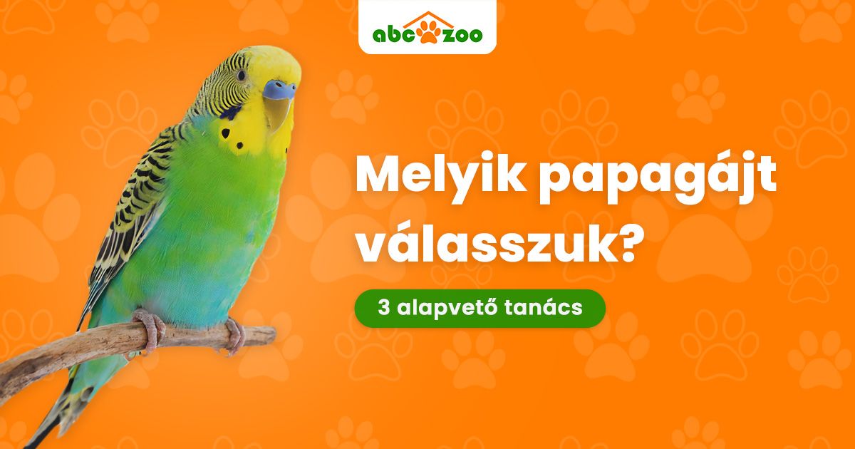 Milyen papagájt válasszunk házi kedvencnek?